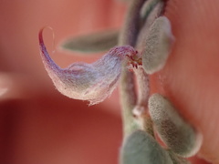 Acmispon decumbens davidsonii