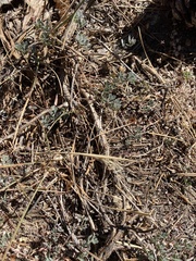 Acmispon decumbens davidsonii