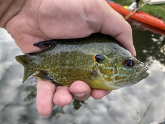 Lepomis gibbosus × cyanellus