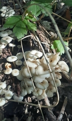 Clitocybula abundans