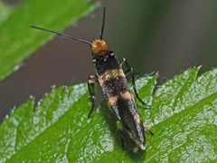 Micropterix aureatella