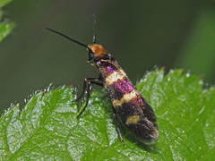 Micropterix aureatella