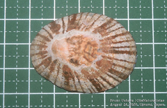 Cellana nigrolineata