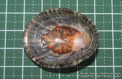 Cellana nigrolineata