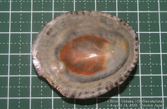 Cellana nigrolineata