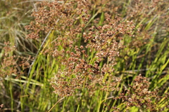 Juncus oxycarpus