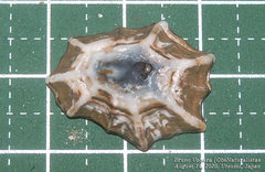 Patelloida saccharina