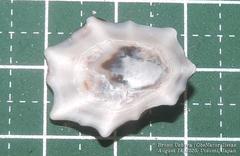 Patelloida saccharina