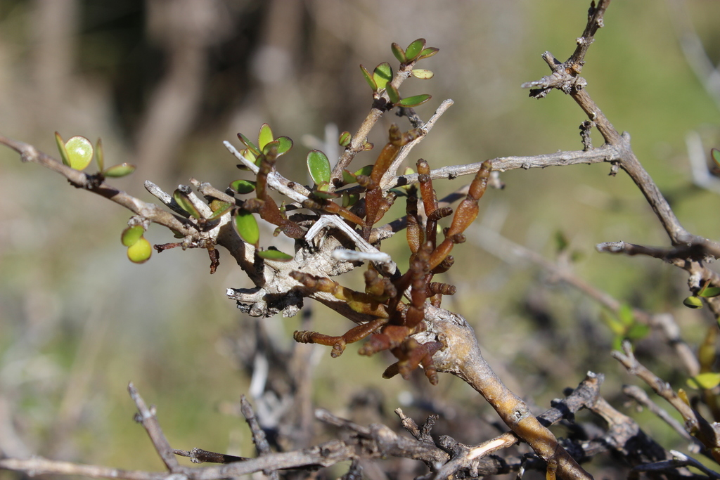 Dwarf club mistletoe