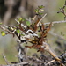 Korthalsella clavata - Photo (c) Joe Dillon, some rights reserved (CC BY), uploaded by Joe Dillon