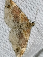 Xanthorhoe spadicearia