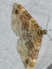 Xanthorhoe spadicearia