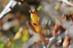 Korthalsella clavata