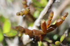 Korthalsella clavata