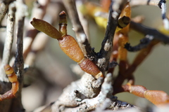 Korthalsella clavata