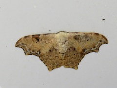 Strepsigonia affinis