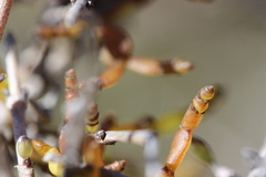 Korthalsella clavata