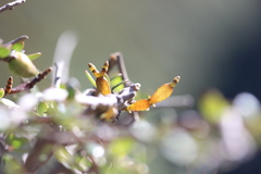 Korthalsella clavata