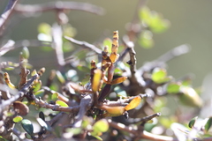 Korthalsella clavata