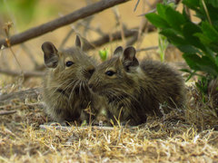 Octodon degus