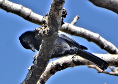 Melaniparus niger niger