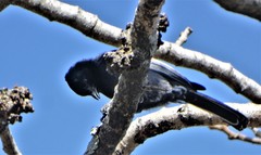 Melaniparus niger niger
