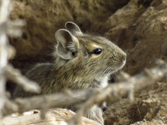 Octodon degus