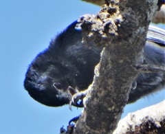 Melaniparus niger niger