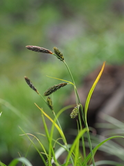 Carex heterolepis