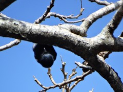 Melaniparus niger niger