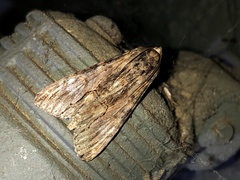 Melipotis acontioides