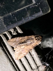 Melipotis acontioides