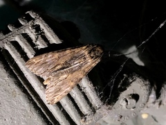 Melipotis acontioides