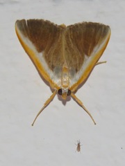 Pylartes subcostalis