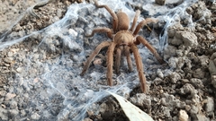 Selenocosmia