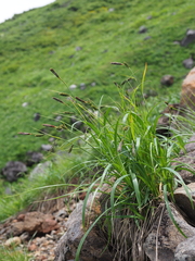 Carex heterolepis
