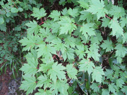 Image of Acer tschonoskii by (c) Marco Mussita, some rights reserved (CC BY)