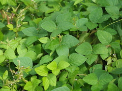 Glycine max soja
