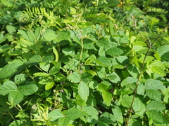 Glycine max soja