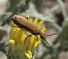 Epicauta ferruginea