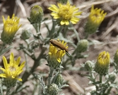 Epicauta ferruginea