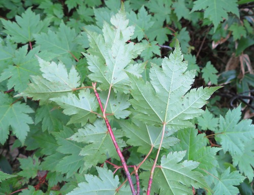 Image of Acer tschonoskii by (c) Marco Mussita, some rights reserved (CC BY)