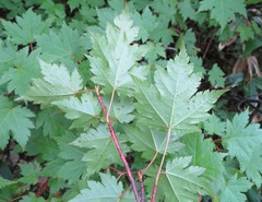 Acer tschonoskii