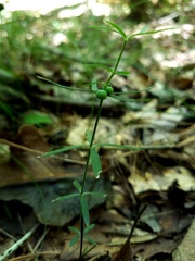 Galium uniflorum