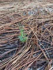 Pinus torreyana ssp. insularis
