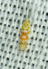 Typhlocyba quercus