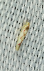 Zygina flammigera