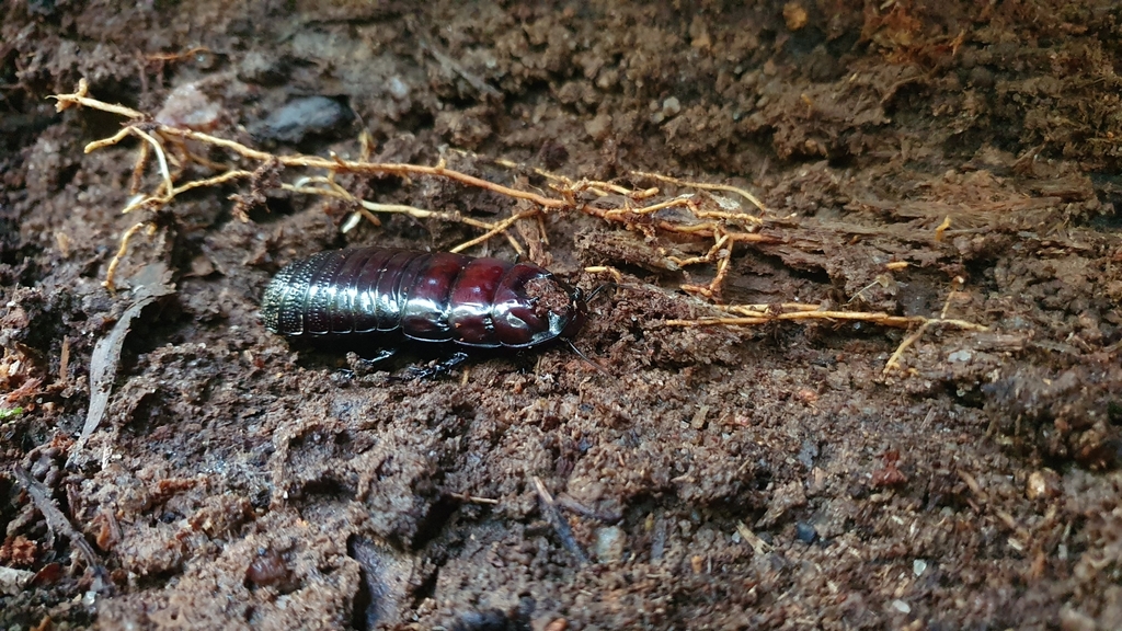 Panesthia sloanei