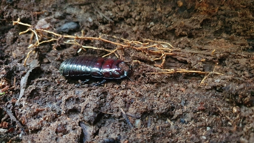 Panesthia sloanei · iNaturalist