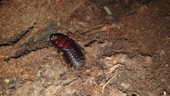 Panesthia sloanei